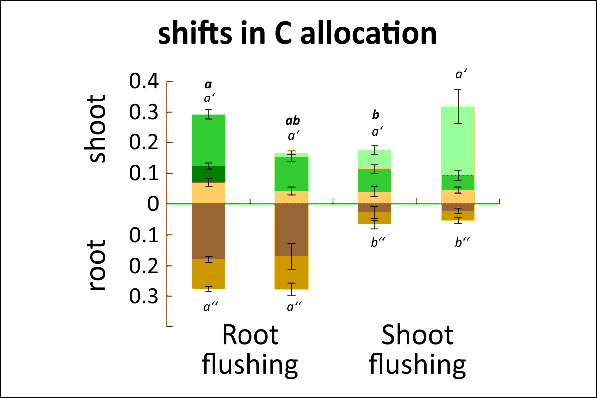 Carbon allocation shifts from roots during root flushing to shoots during shoot flushing. Graphic: Hermann et al. 2015, doi: 10.1093/jxb/erv408 Carbon allocation shifts from roots during root flushing to shoots during shoot flushing. Graphic: Hermann et al. 2015, doi: 10.1093/jxb/erv408